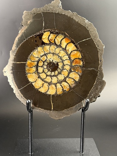 Аммонит Speetoniceras versicolor ПАРА 27х24 см 