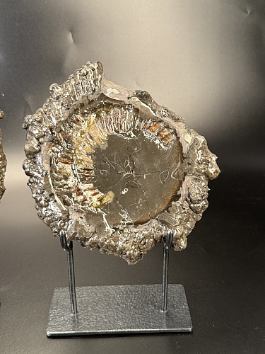 Аммонит Speetoniceras versicolor ПАРА 23х23 см