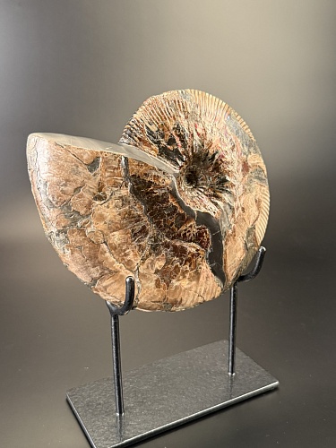 Аммонит Deshayesites  210 х160 мм