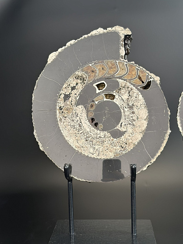 Аммонит Speetoniceras versicolor ПАРА  35х30 см