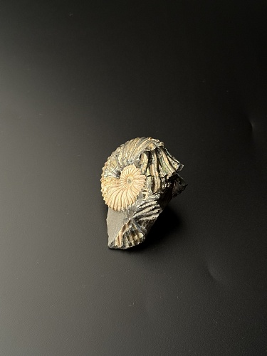 Аммонит Deshayesites volgensis 41х40 мм
