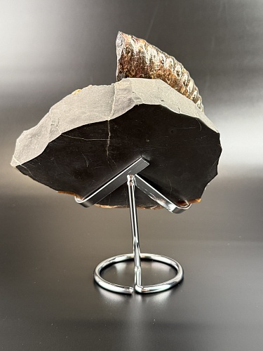 Аммонит Deshayesites   150х1130мм