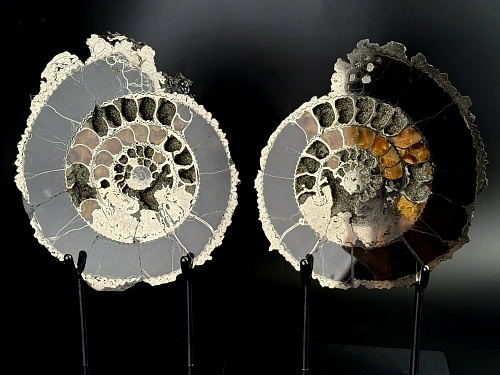 Аммонит Speetoniceras versicolor ПАРА 31х26 см