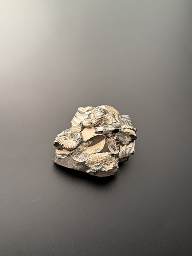 Аммонит Deshayesites volgensis 64х60 мм