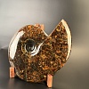 Аммонит Craspedodiskus discofalkatus 420х360 мм