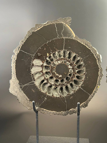 Аммонит Speetoniceras versicolor  26 х 24 см