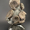 Аммонит Speetoniceras versicolor