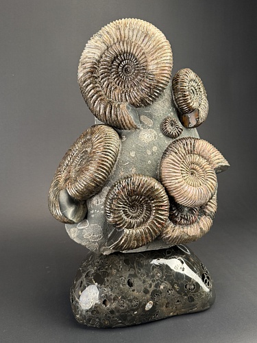 Аммонит Speetoniceras versicolor