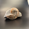 Аммонит Deshayesites imitator 120х90мм
