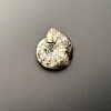 Аммонит Craspedites sp 35x31 мм