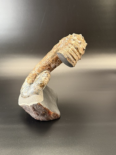 Развернутый аммонит Audouliceras 180х130х80 мм