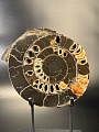 Аммонит Speetoniceras versicolor 31х26 см
