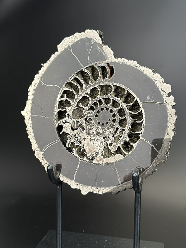 Аммонит Speetoniceras versicolor ПАРА 27х24 см 