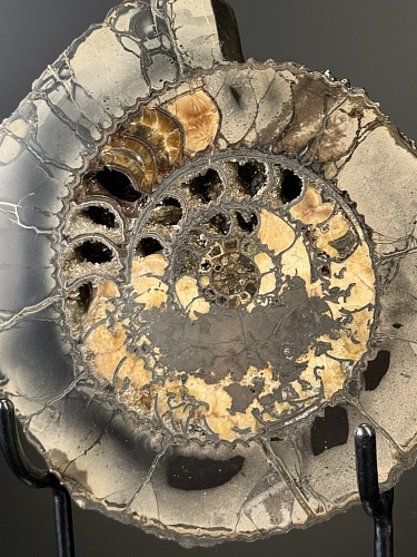 Аммонит Speetoniceras versicolor ПАРА 18х16 см