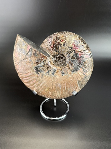 Аммонит Deshayesites  170х150 мм