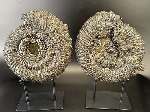 Аммонит Speetoniceras versicolor ПАРА 32х30 см