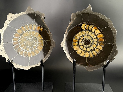 Аммонит Speetoniceras versicolor ПАРА 27х24 см 