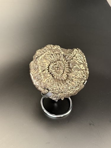 Аммонит Speetoniceras versicolor  120х100 см