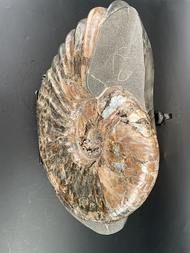 Аммонит Paradeshayesites sp. 350х290 мм