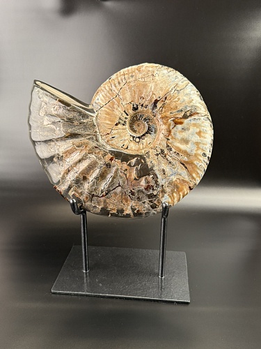 Аммонит Deshayesites imitator  29 х 24 см