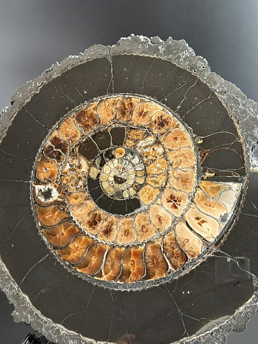 Аммонит Speetoniceras versicolor ГИГАНТ 48х40 см