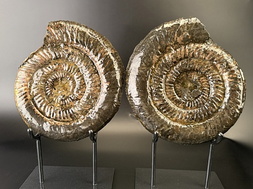 распил аммонита Speetoniceras versicolor ПАРА 30x26 см