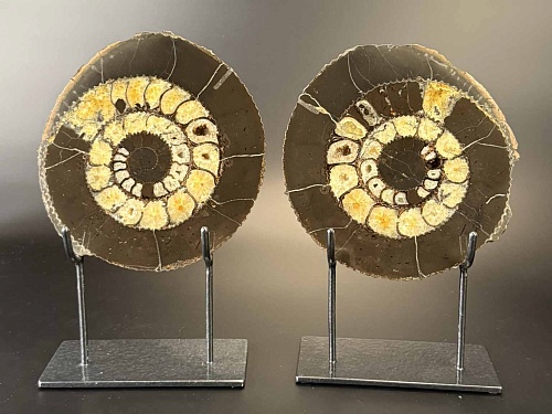 Аммонит Speetoniceras versicolor ПАРА 20х19 см