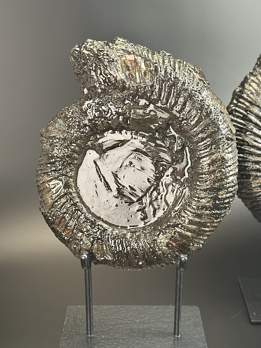 Аммонит Speetoniceras versicolor ПАРА  35х30 см