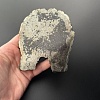 Распил позвонка ихтиозавра 11х 9 см