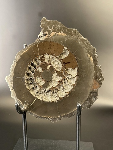 Аммонит Speetoniceras versicolor ПАРА 24х22 см