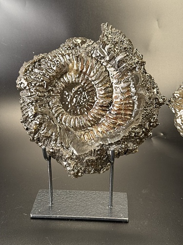 Аммонит Speetoniceras versicolor ПАРА 24х23 см