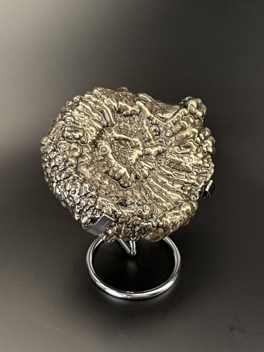 Аммонит Speetoniceras versicolor 13х10 см