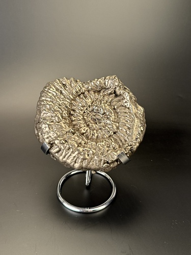 Аммонит Speetoniceras versicolor  120х100 см