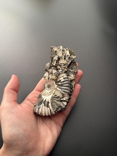 Аммонит Deshayesites volgensis 110 х 47 мм