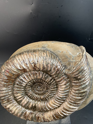 Аммонит Speetoniceras subinversum 310х270 мм