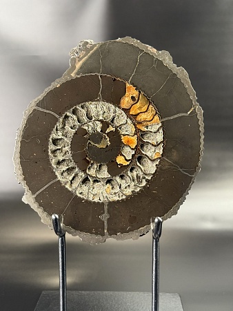 Аммонит Speetoniceras versicolor распил 30х27 см