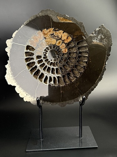 Аммонит Speetoniceras versicolor 36х32 см