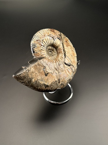 Аммонит Deshayesites  14х12 см