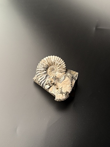 Аммонит Deshayesites volgensis 50х42 мм