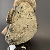 Аммонит Speetoniceras versicolor