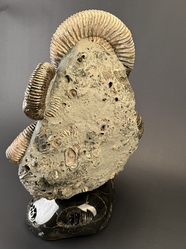 Аммонит Speetoniceras versicolor