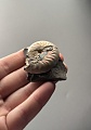 Аммонит Aconeceras trautscholdi 37х31 мм