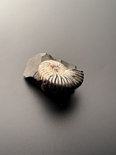 Аммонит Deshayesites volgensis 43х35 мм