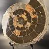 Аммонит Speetoniceras versicolor 35х30 см