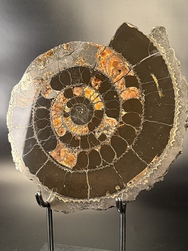 Аммонит Speetoniceras versicolor 35х30 см