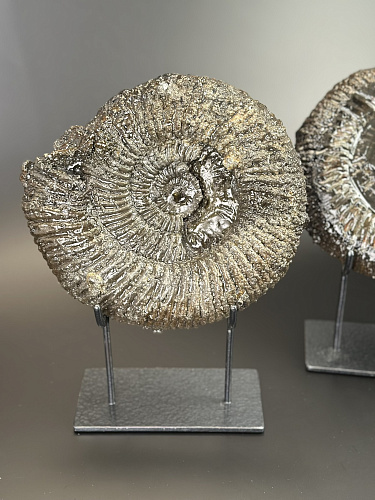 Аммонит Speetoniceras versicolor ПАРА 24х21 см