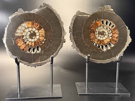 Аммонит Speetoniceras versicolor ПАРА 27х23 см