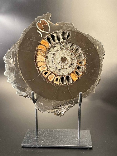 Аммонит Speetoniceras versicolor ПАРА 24х23 см