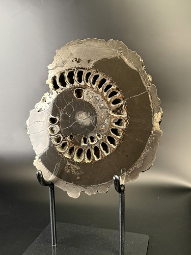 Аммонит Speetoniceras versicolor ПАРА 29х26 см 