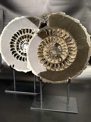 Аммонит Speetoniceras versicolor ПАРА 34 х 30 см